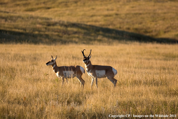 Pronghorn Antelope with doe during rut. 