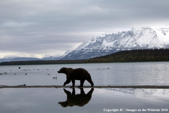 Brown bear in habitat. 