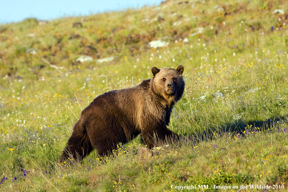 Grizzly Bear in habitat