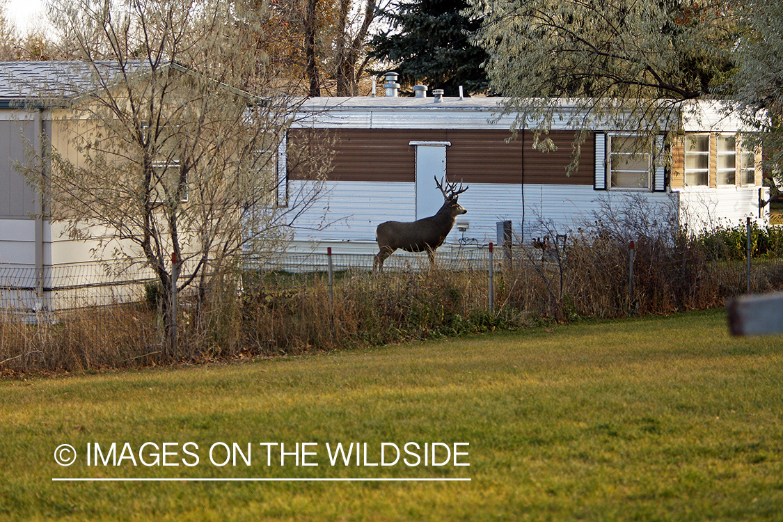 Mule deer in urban setting
