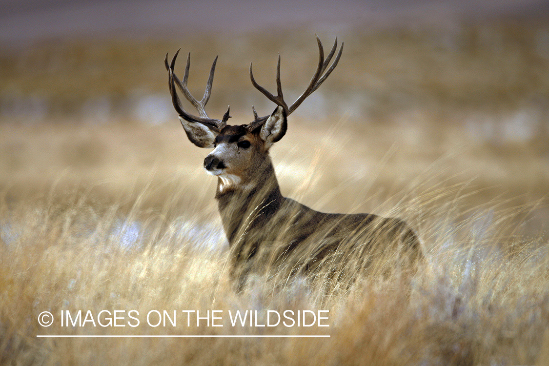 Mule deer 