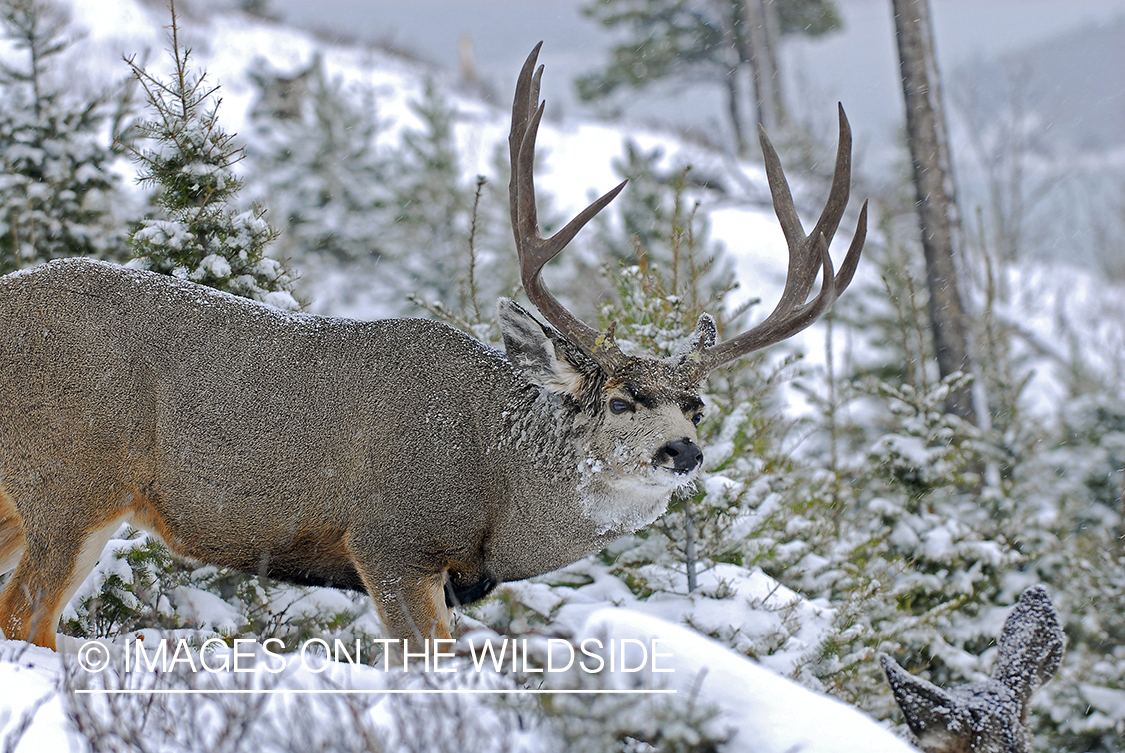 Mule deer 