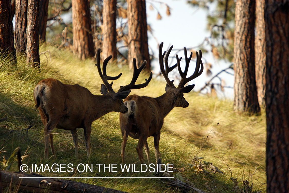 Mule Deer in Habitat