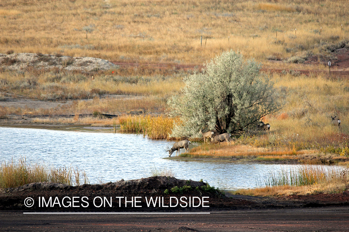 Mule deer in habitat.