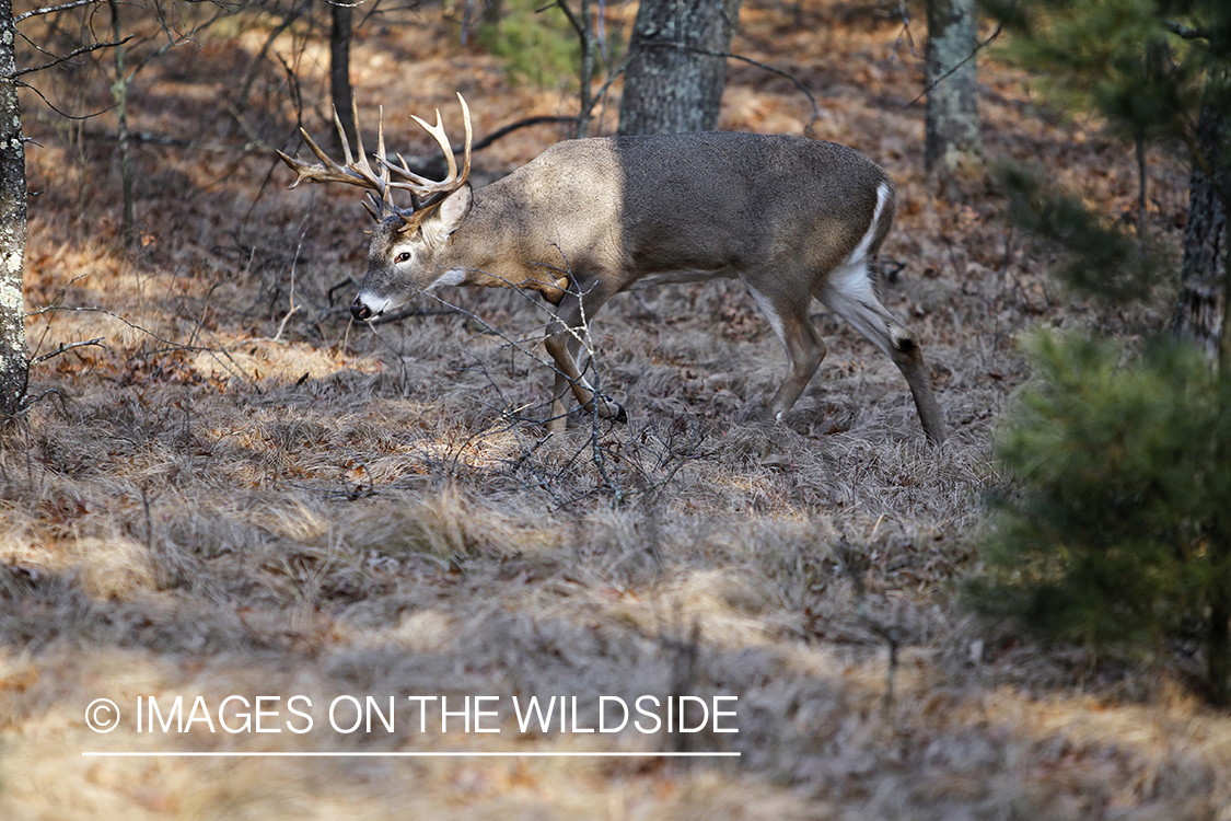 White-tailed buck following doe trail during the rut.
