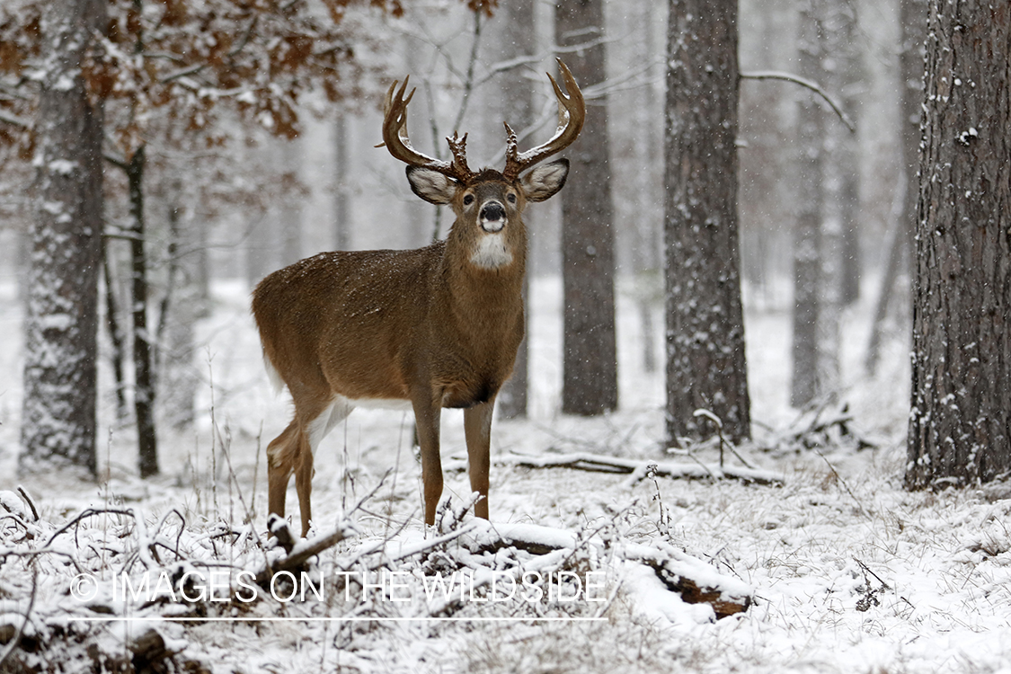 White-tailed deer in snow.
