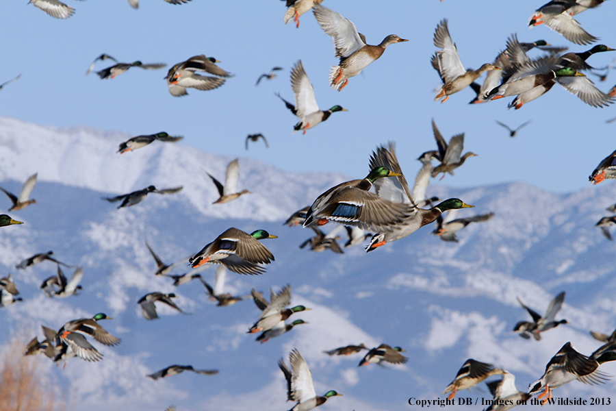 Mallards taking flight.
