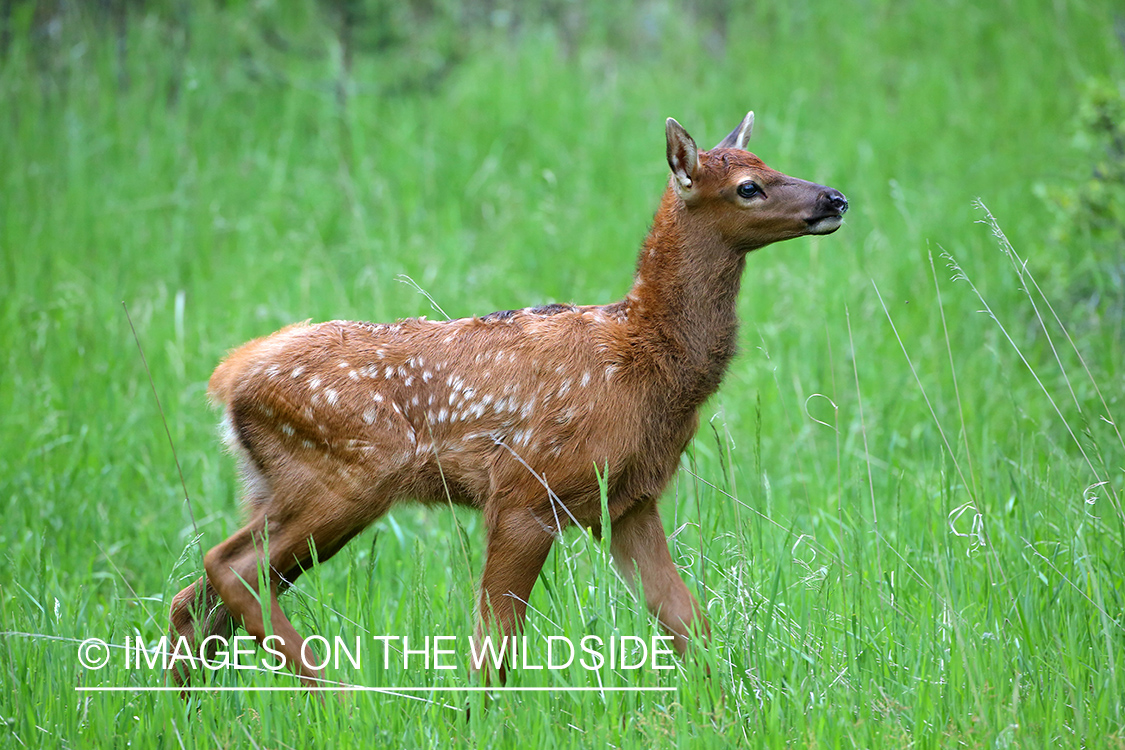 Rocky Mountain elk calf