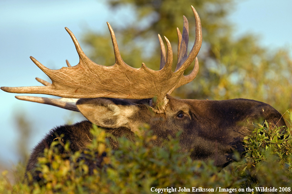 Alaskan Moose in Habitat