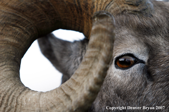 Close-up of a Rocky Mountain Bighorn sheep