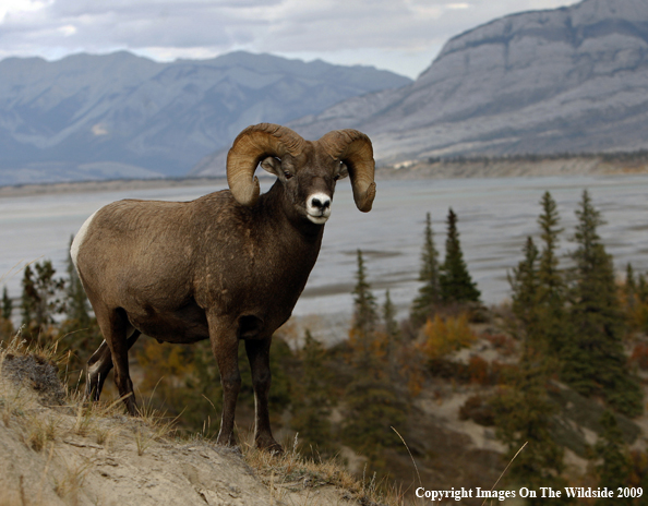 Rocky Mountain Bighorn Sheep