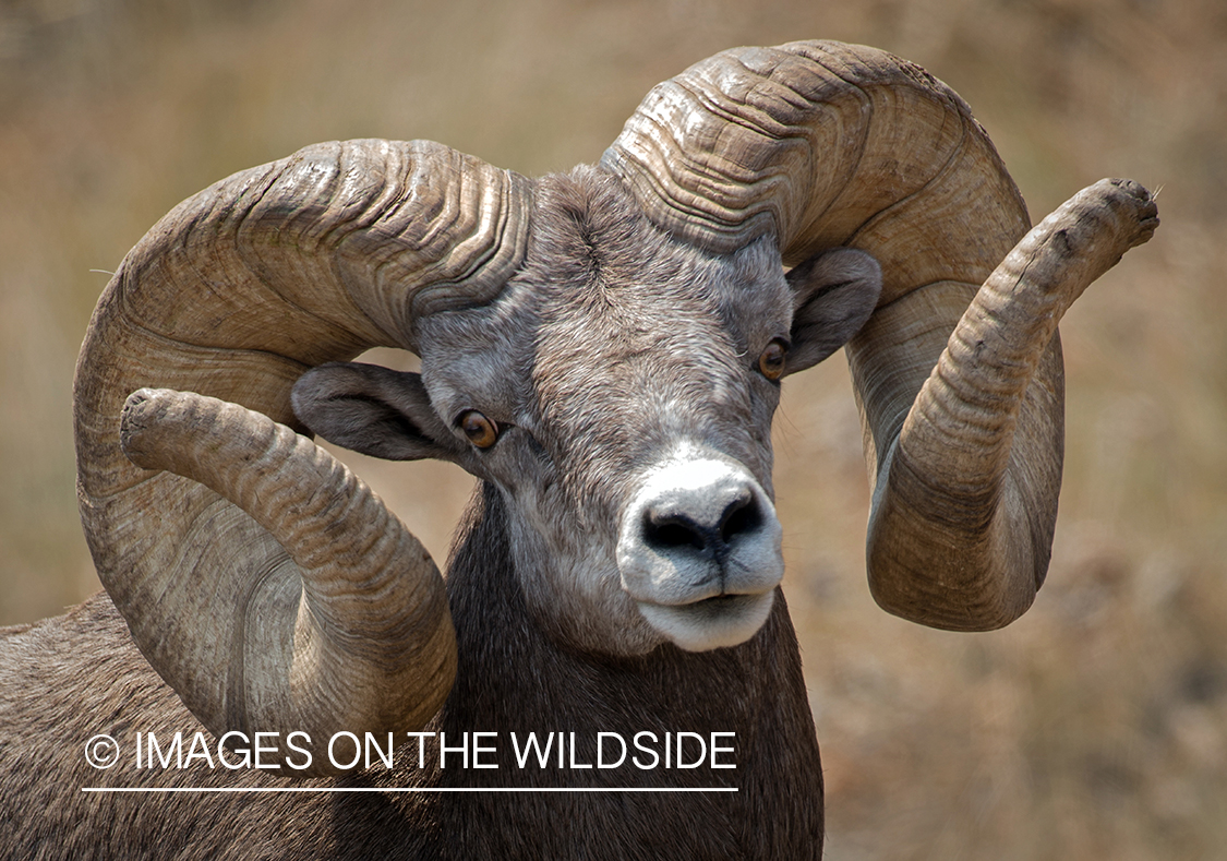 Bighorn sheep ram in field.