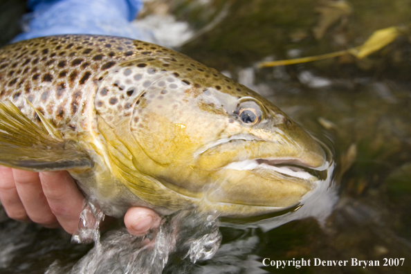 Close-up of nice brown trout.