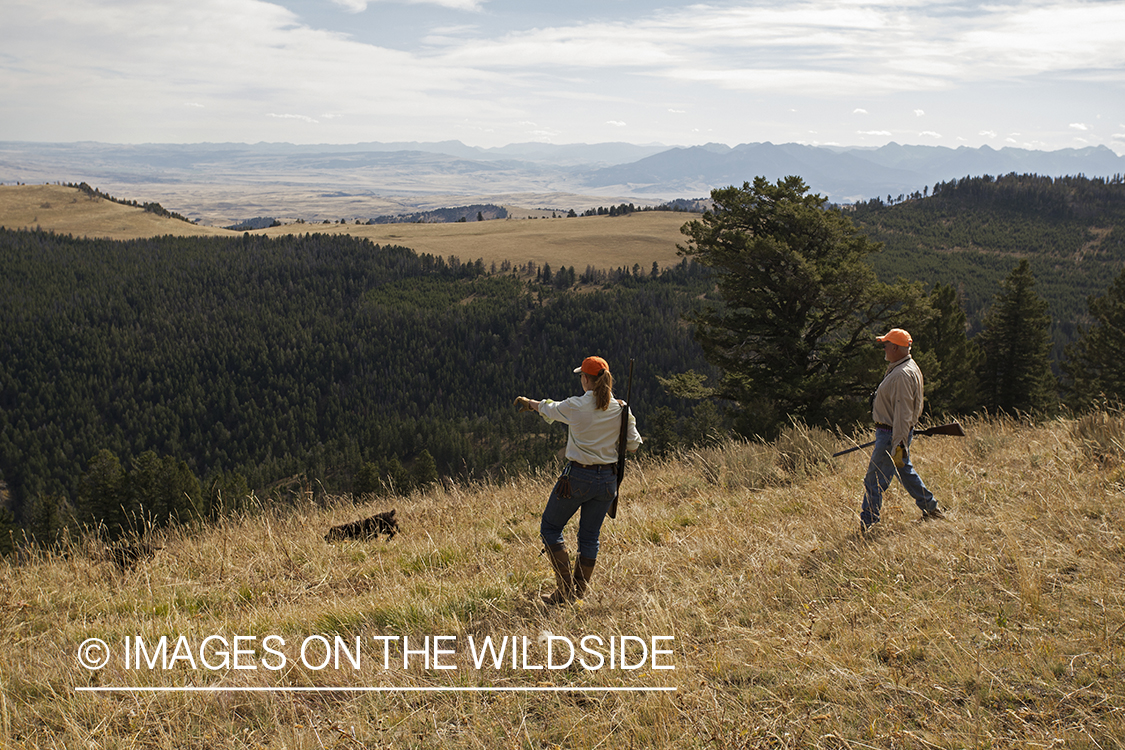 Upland game bird hunters in field hunting Dusky (mountain) grouse.