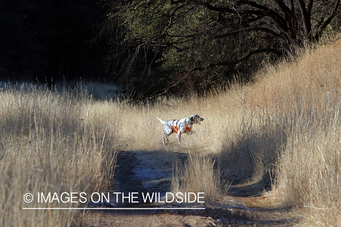 English Setter running in field.