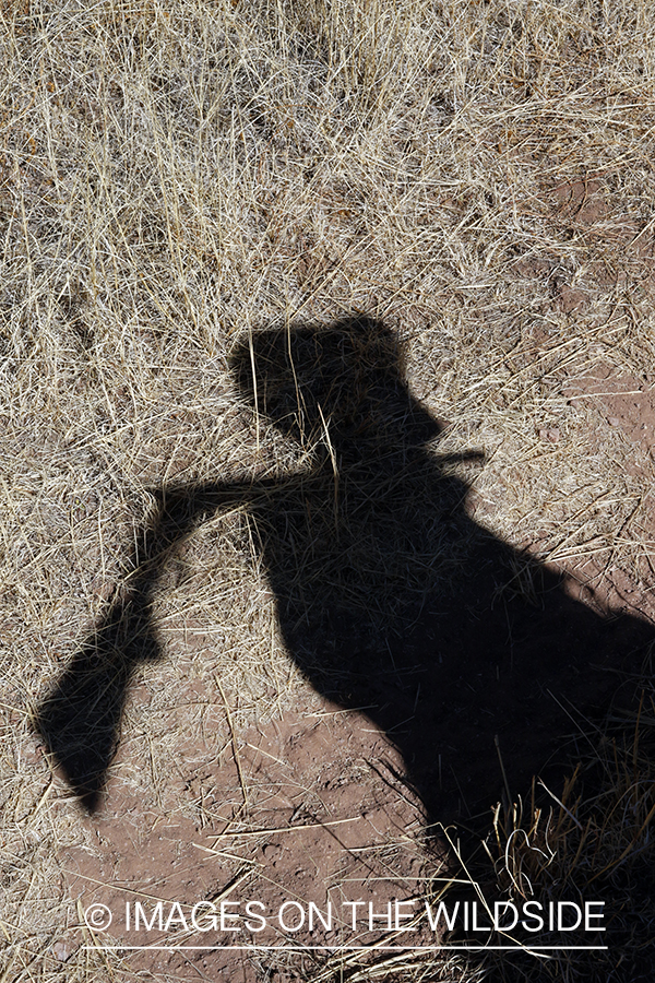 Hunter's shadow with shotgun.