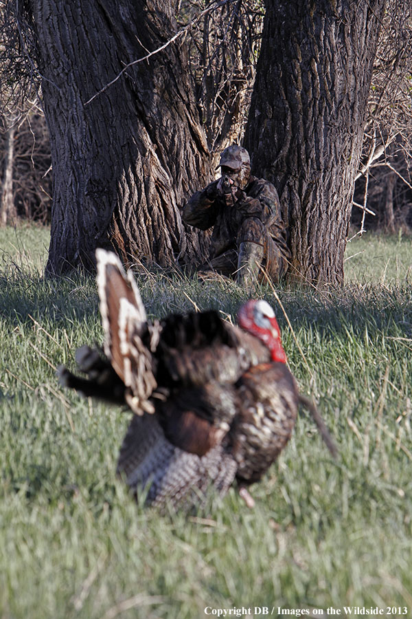 Turkey hunter shooting at gobbler with hen decoy.