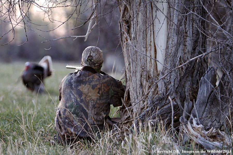 Turkey hunter shooting at gobbler.