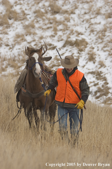 Deer hunter packing out bagged white-tailed buck.