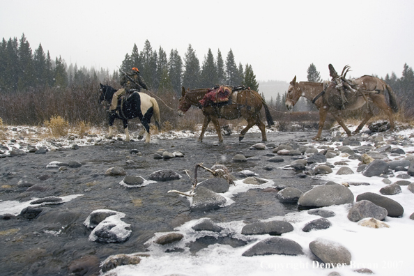 Elk hunt packstring in mountains