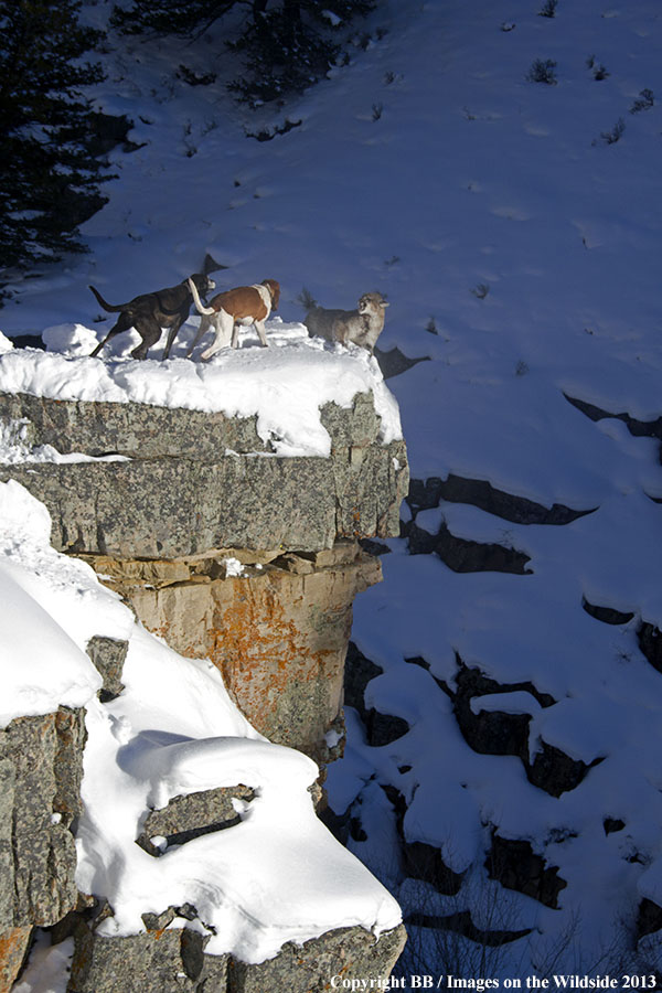 Hunting dogs cornering mountain lion.
