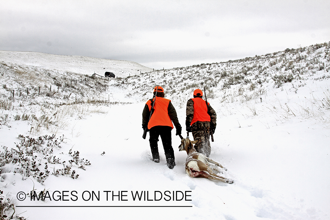 Young hunters dragging bagged pronghorn antelope. 