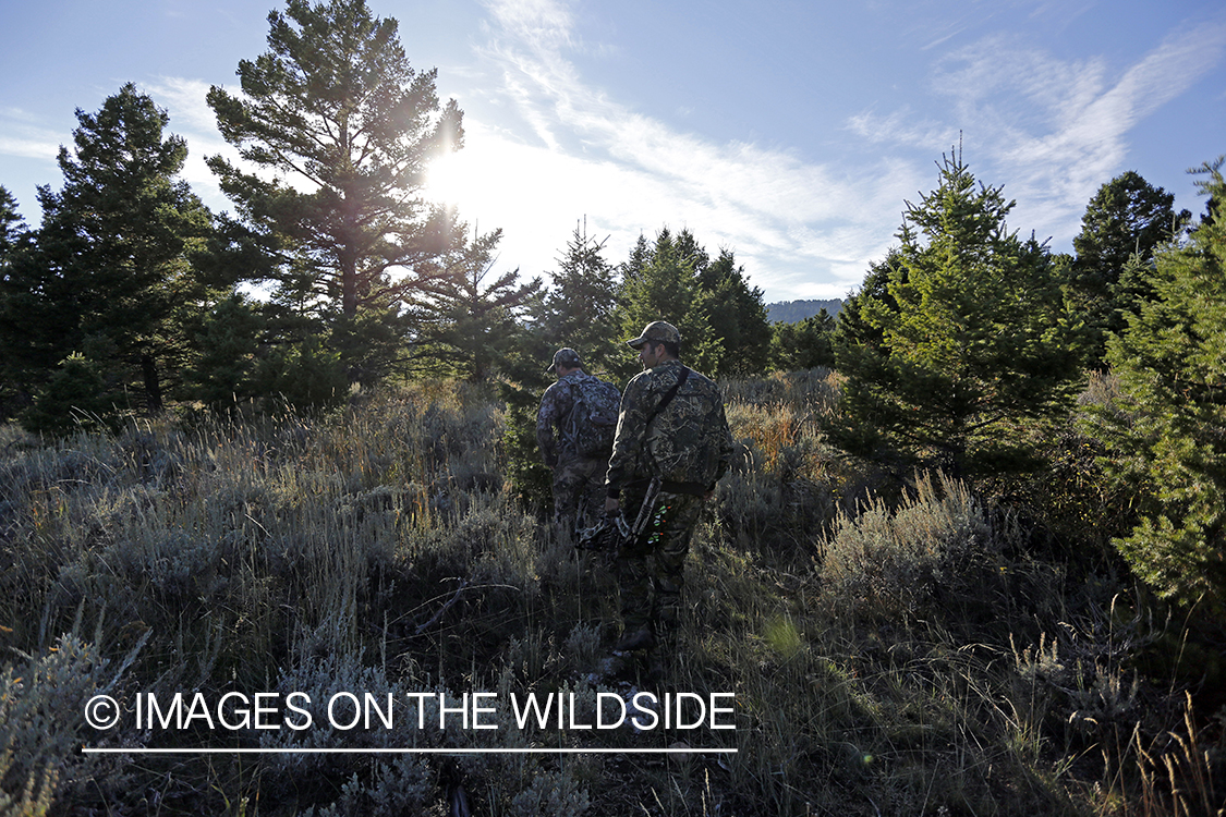 Bowhunters tracking Rocky Mountain Elk.