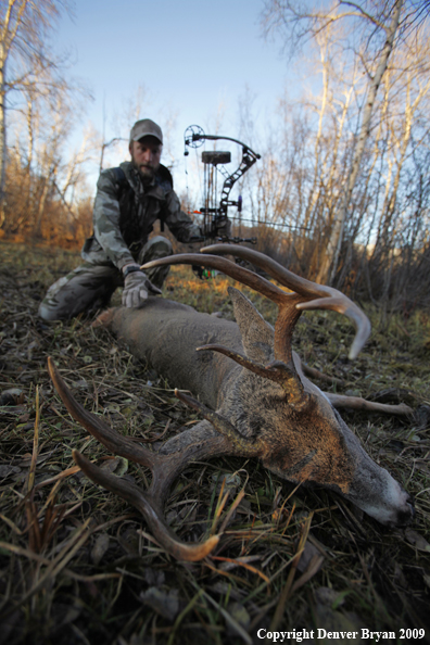 Bowhunter approaching whitetail buck.