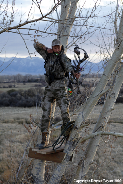 Bowhunter aiming bow from tree stand.