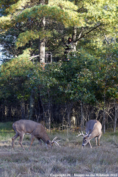 Bowhunter in treestand with white-tailed deer on ground. 