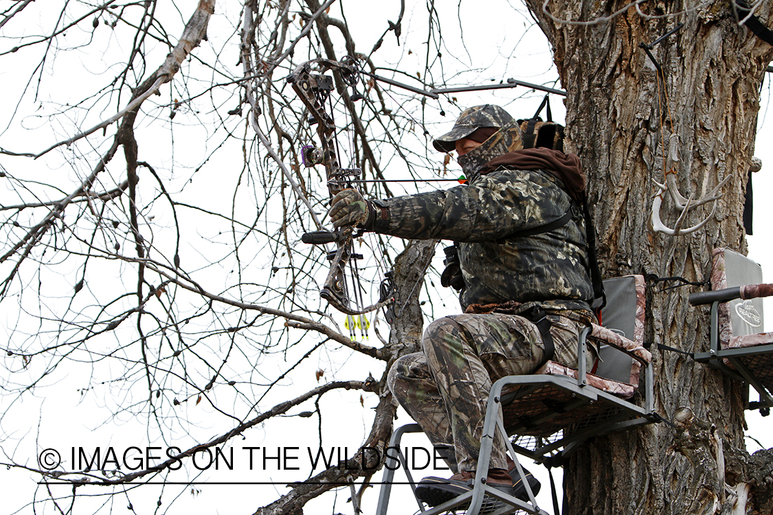 Bowhunter taking aim from tree stand.