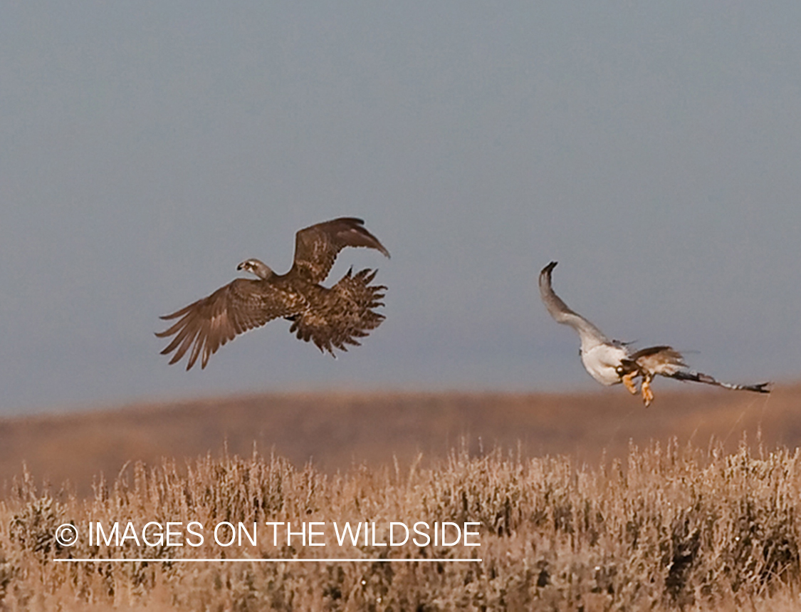 Falcon chasing sage grouse in field.