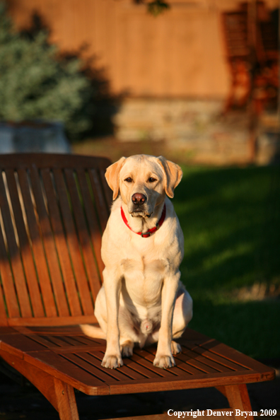 Yellow Labrador Retriever in chair