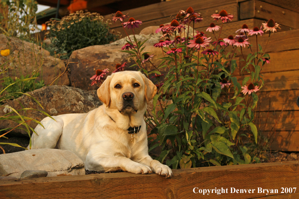 Yellow Labrador Retriever