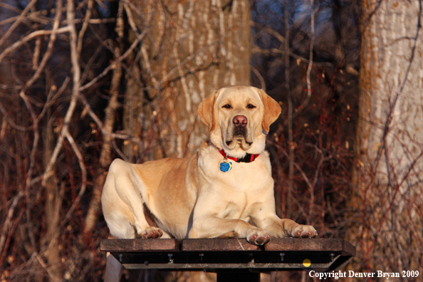 Yellow labrador retriever