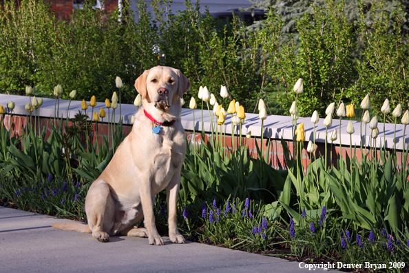 Yellow Labrador Retriever by flowers