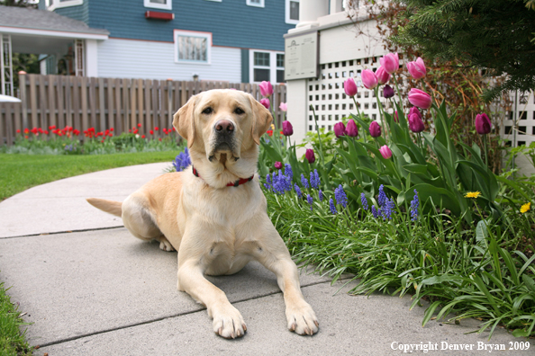 Yellow Labrador Retriever by flowers