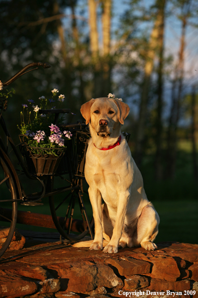 Yellow Labrador Retriever by old bike