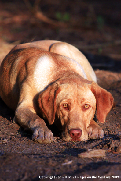 Yellow Labrador Retrievers in field