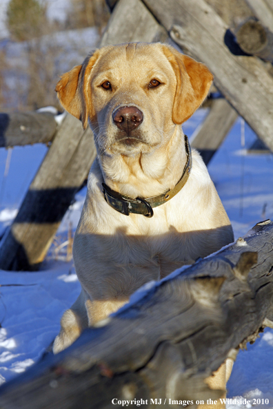 Yellow Labrador Retriever