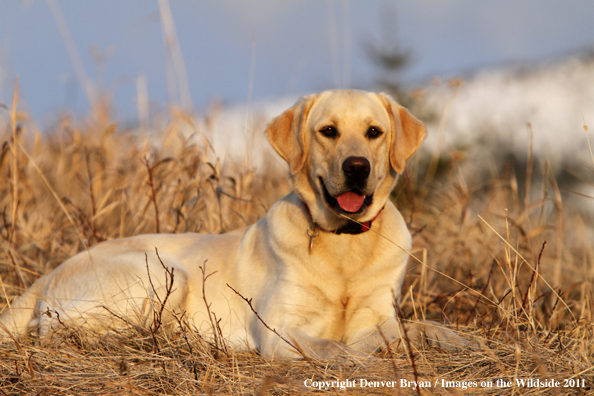 Yellow Labrador Retriever laying in field.