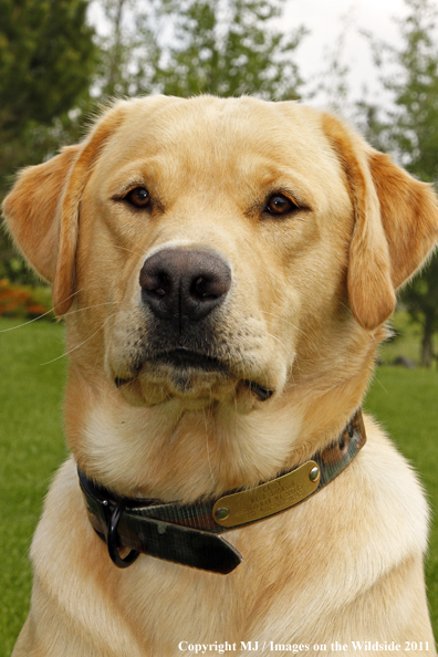 Yellow Labrador Retriever.