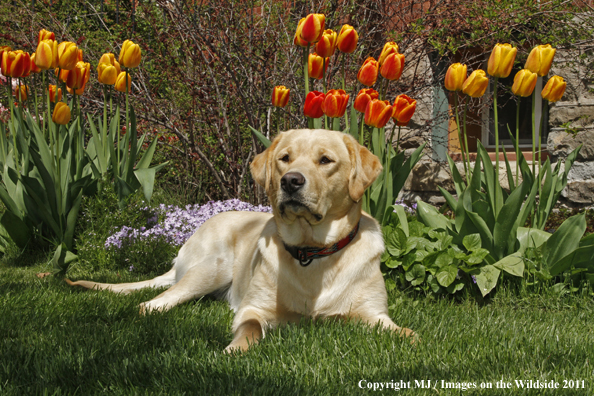 Yellow Labrador Retriever.