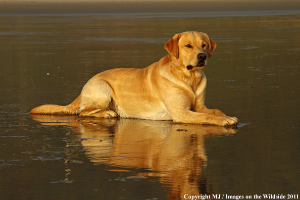 Yellow Labrador Retriever.