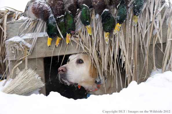 Yellow Labrador Retriever with bagged mallards.  
