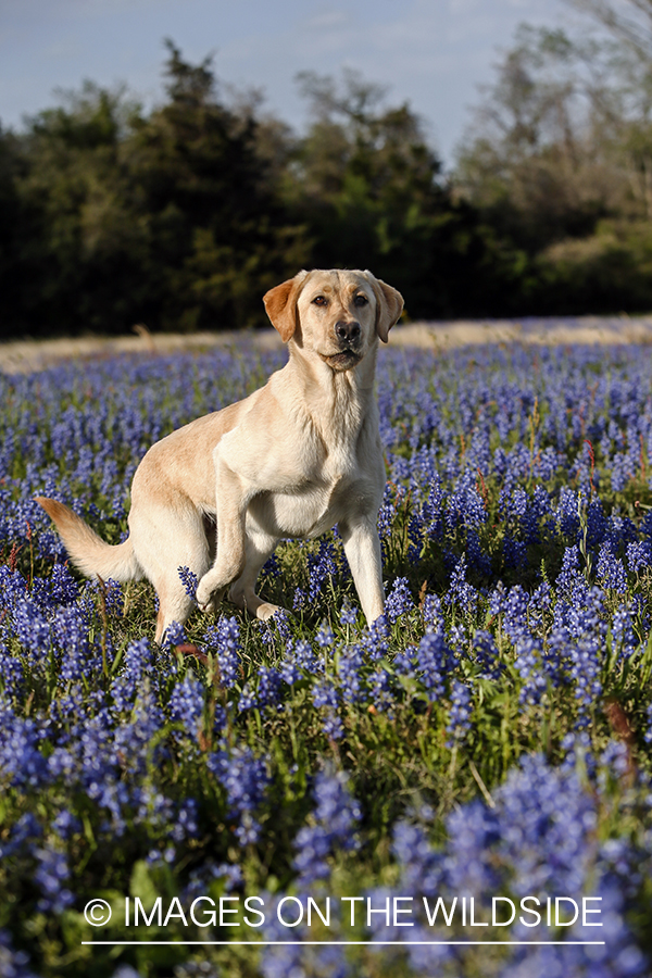 Yellow Labrador Retriever in field of wildflowers.
