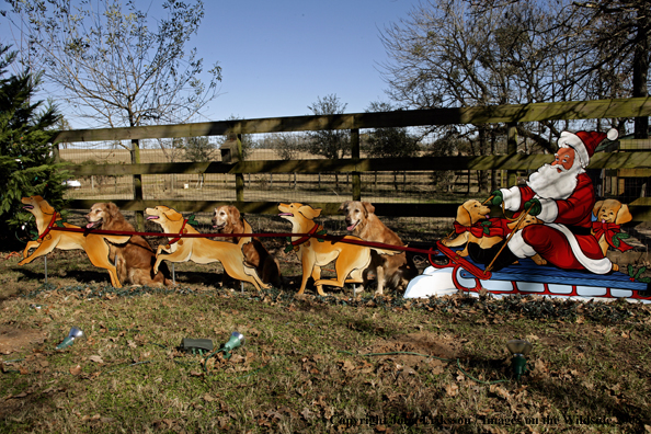 Golden Retrievers with Santa