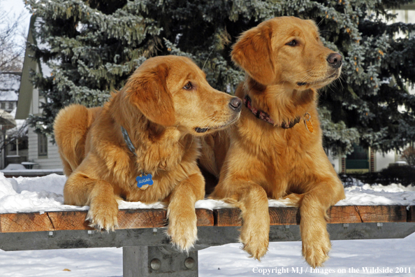 Golden Retrievers in winter.
