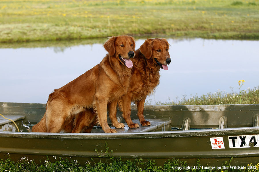 Golden Retrievers on boat.