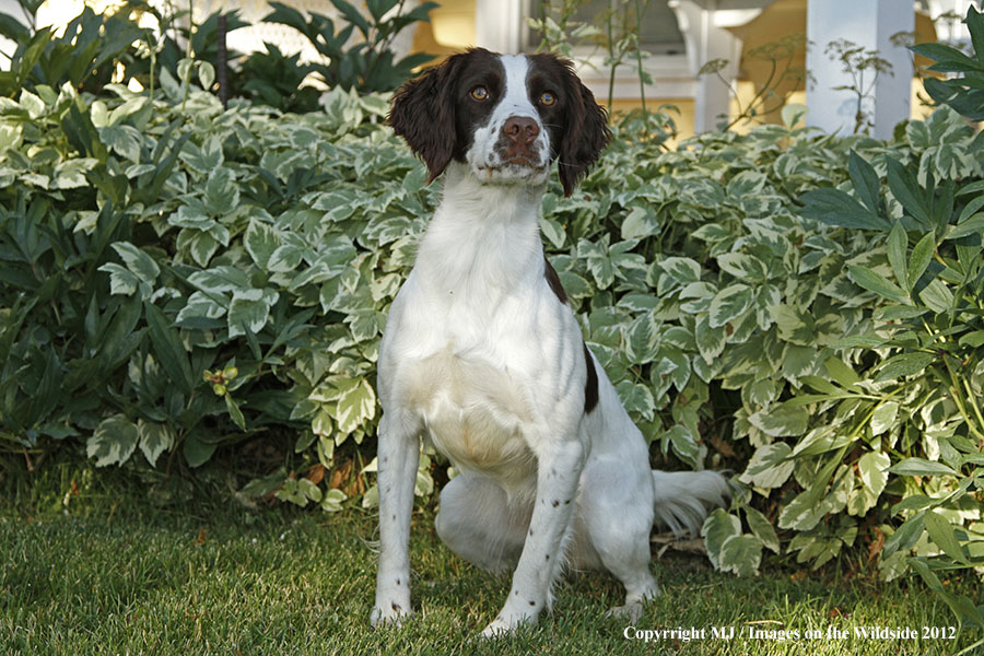 Springer Spaniel in yard.
